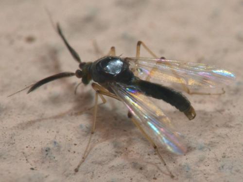 Stilobezzia sp.